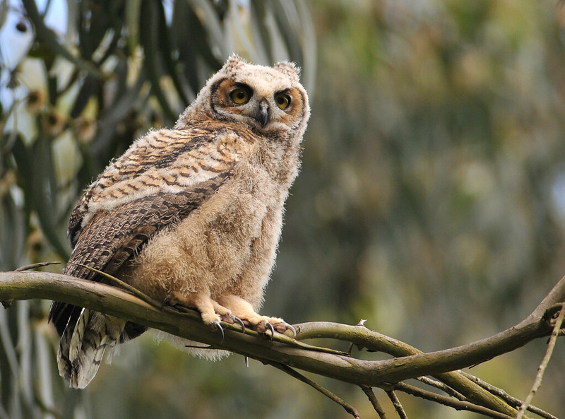 all about birds great horned owl