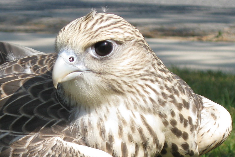 The Gyrfalcon - A Circumpolar Raptor | BirdNote