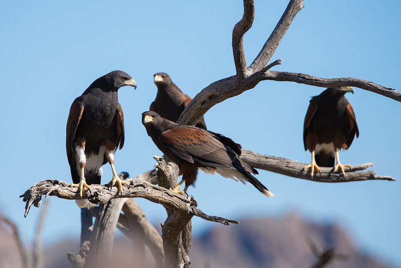 A Hawk That Hunts in Packs BirdNote