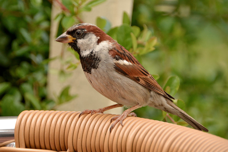 House Sparrow Identification, All About Birds, Cornell Lab of