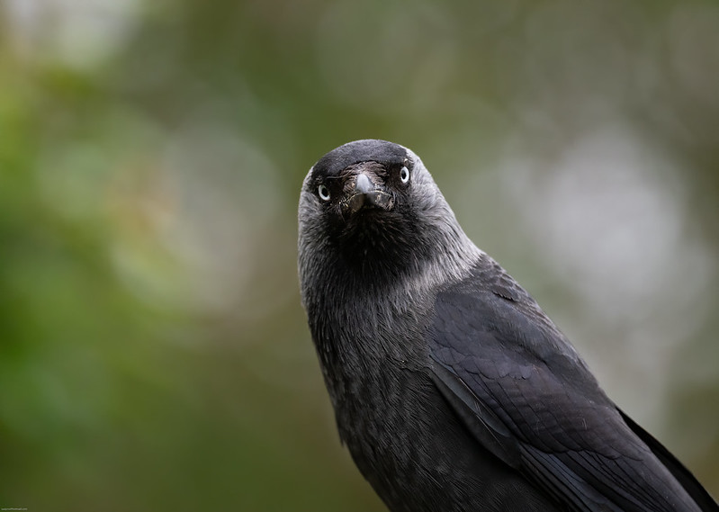 download lights out bird migration download lights out bird migration