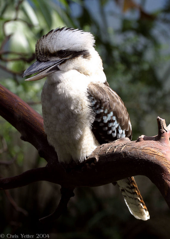 Laughing Kookaburra | BirdNote