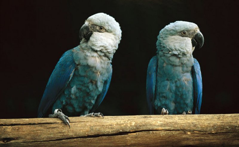 The Return of the Extinct Little Blue Macaw BirdNote