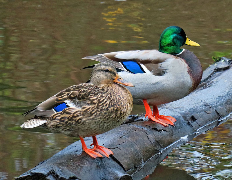 Everybody Knows a Mallard | BirdNote