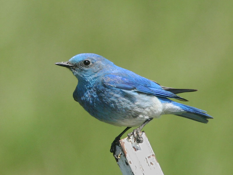 Why Are Bluebirds Blue?