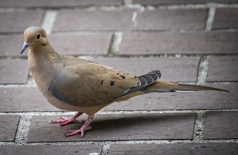 Dove or Pigeon?