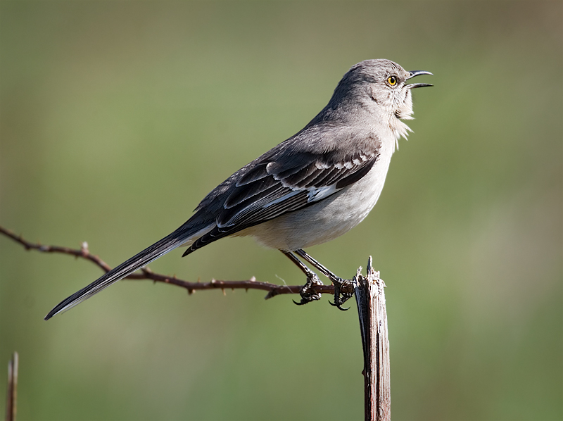 Northern Mockingbird BirdNote.