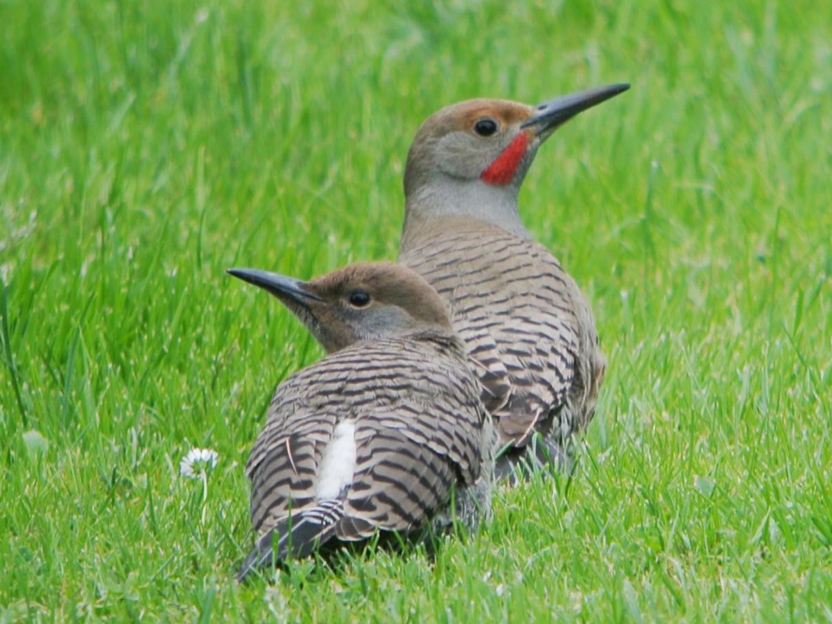 The Northern Flicker | BirdNote