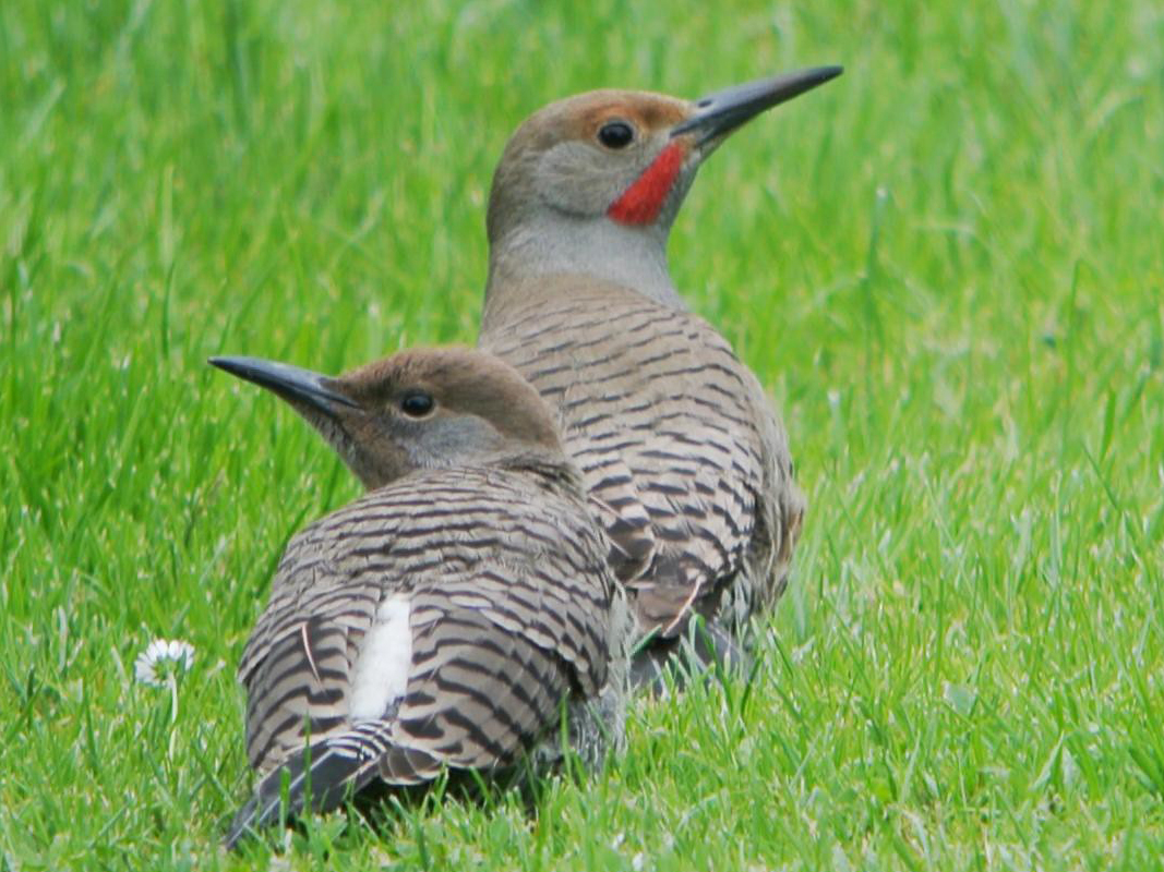 flicker bird flicker bird