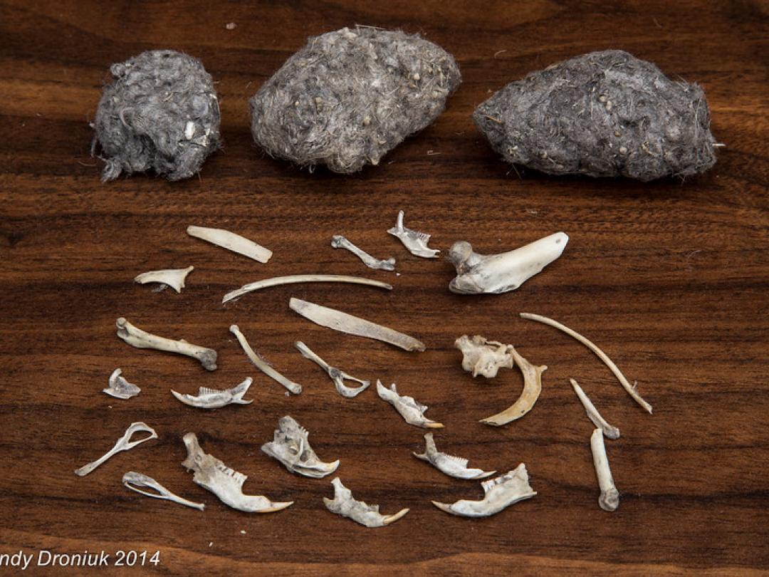 What Is An Owl Pellet? (The Astonishing Regurgitation)