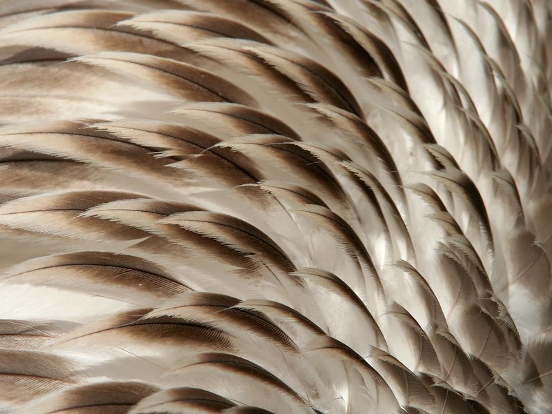 How Feathers Insulate