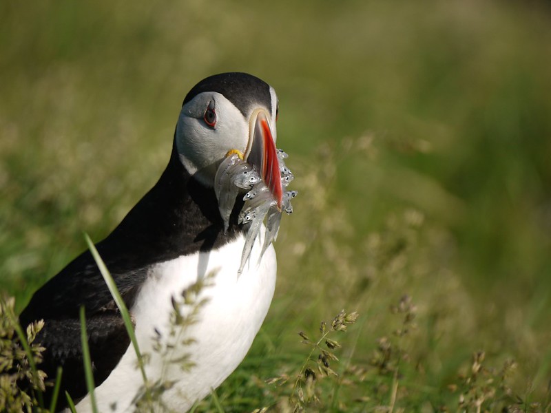 Atlantic Puffin Overview, All About Birds, Cornell Lab of Ornithology