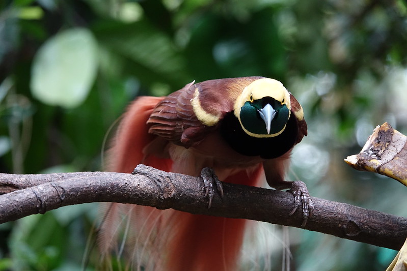 The Species – Birds-of-Paradise Project