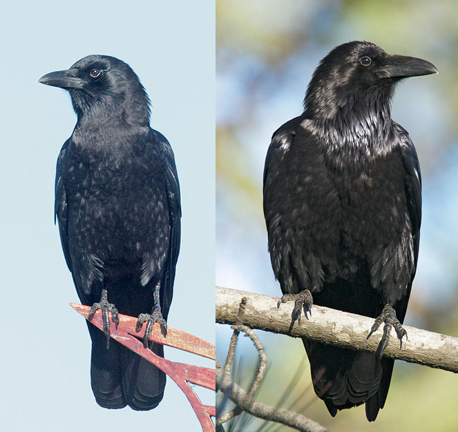 Top 98+ Images picture of a raven and a crow Stunning