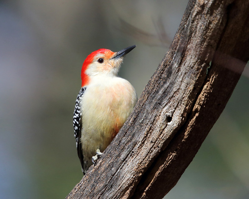 Charles Keasing Ferie solid The Red-bellied Woodpecker and Its Curious Name | BirdNote