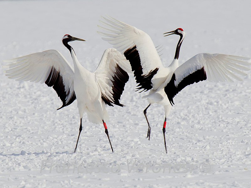 Red-crowned Cranes Dance on Hokkaido | BirdNote