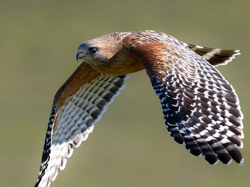 Red-shouldered Hawk Photo Raptor Bird Photography Birds of 