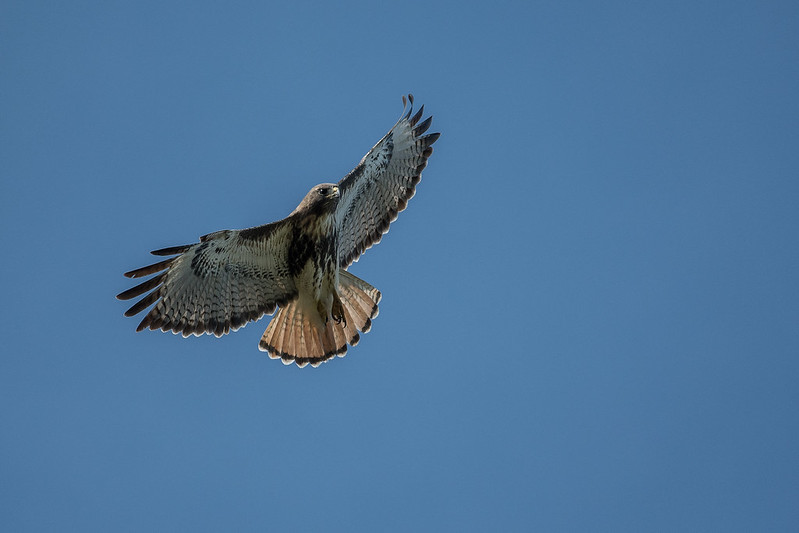 redtailed hawk sounds redtailed hawk sounds