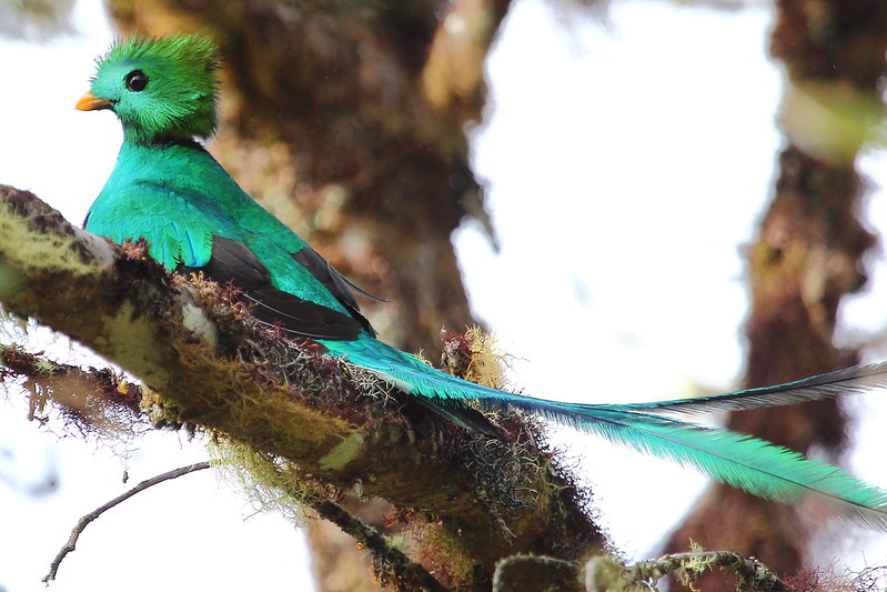 Resplendent Quetzal: Mexico's Sacred Bird | BirdNote