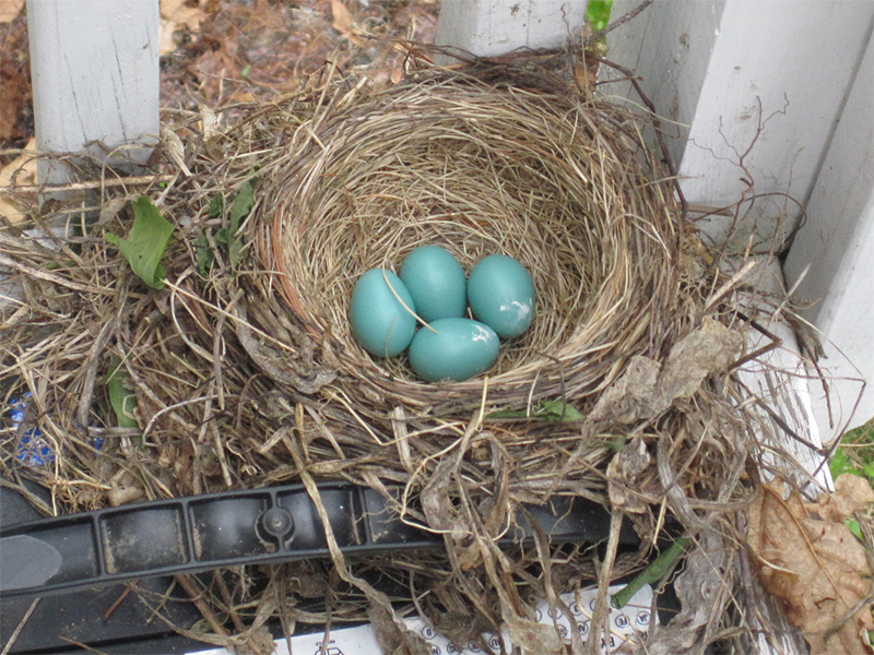 strange-places-for-a-nest-birdnote