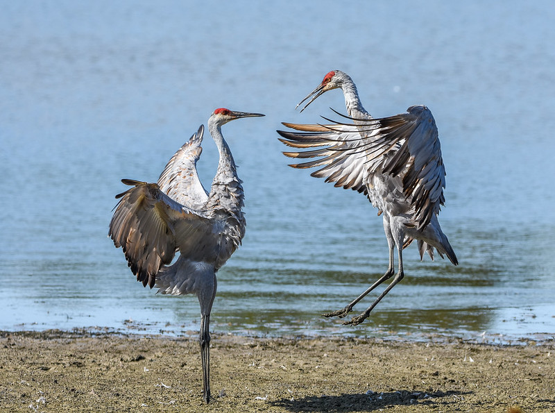 Leaping with Sandhill Cranes | BirdNote