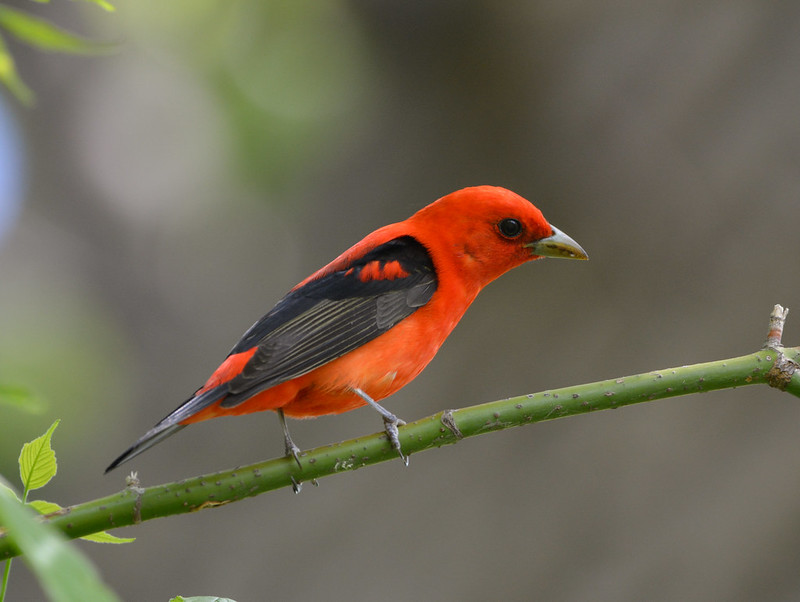 What's Behind Those Lustrous Red Feathers?