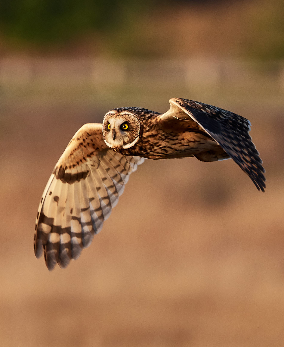 Flying Owl