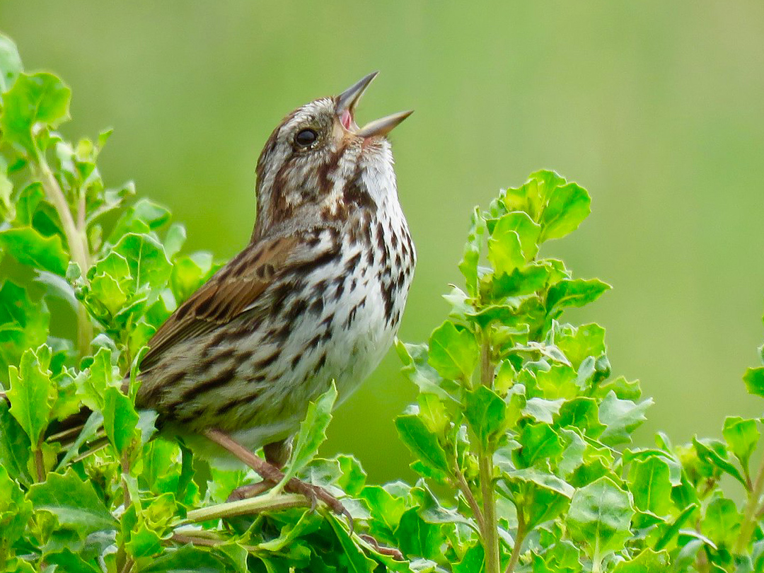 Song Sparrows Learn to Sing BirdNote
