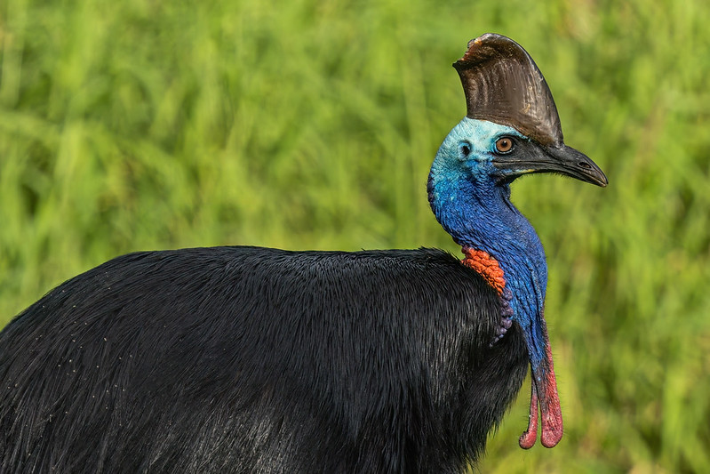 Raising the World's Deadliest Bird | BirdNote