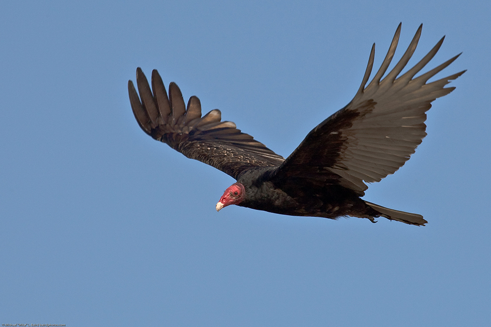 Turkey vultures returning from annual migration - Niagara-on-the