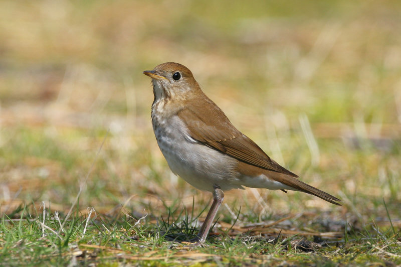 download lights out for bird migration download lights out for bird migration