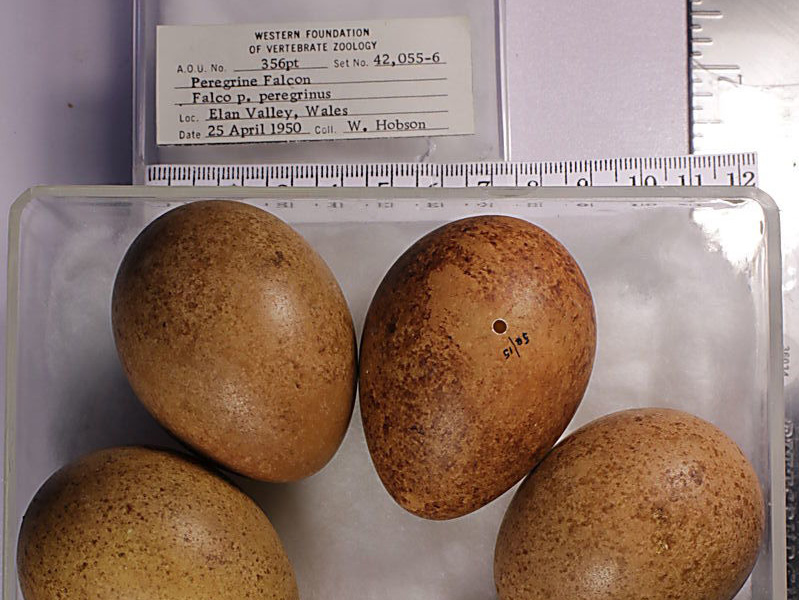 Museum Eggs Help Solve Mysteries | BirdNote