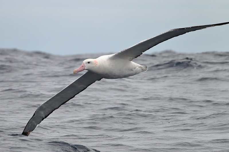 wandering albatross ebird