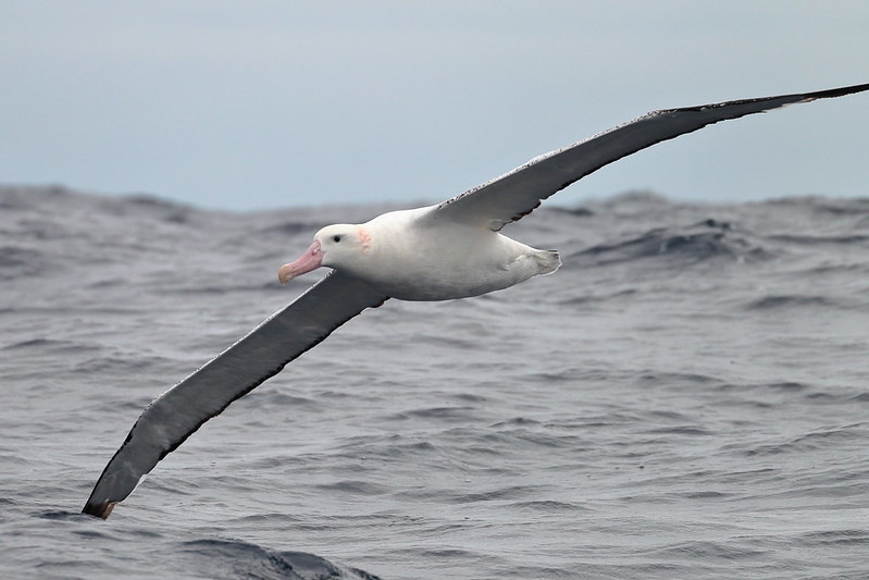 wandering albatross distance