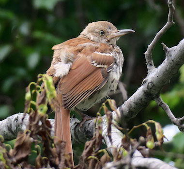 juvenile Brown Thrasher