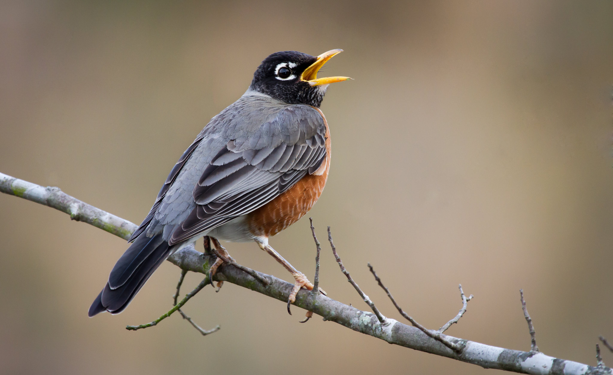 Michigan's State Bird Battle BirdNote