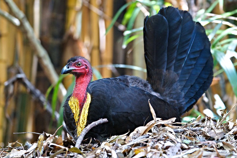 Megapodes MoundBuilders BirdNote