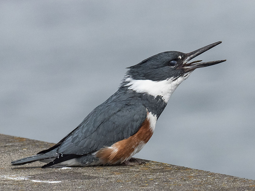 Belted Kingfisher Catches a Tidepool Sculpin | BirdNote