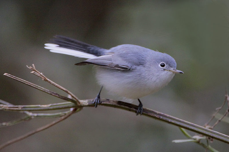 Blue-gray Gnatcatcher: Little Bird with a Big Story