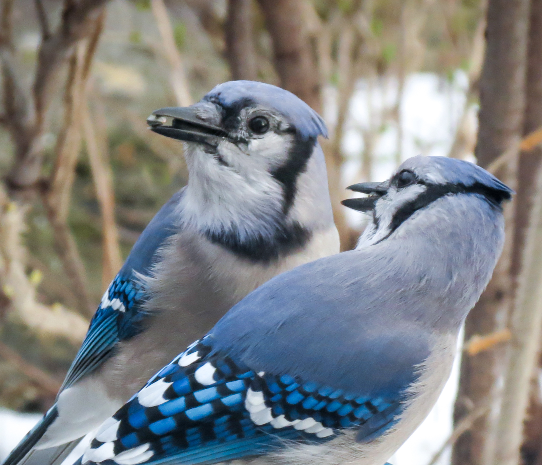 Albums 93+ Images Female Blue Jay Bird Pictures Sharp