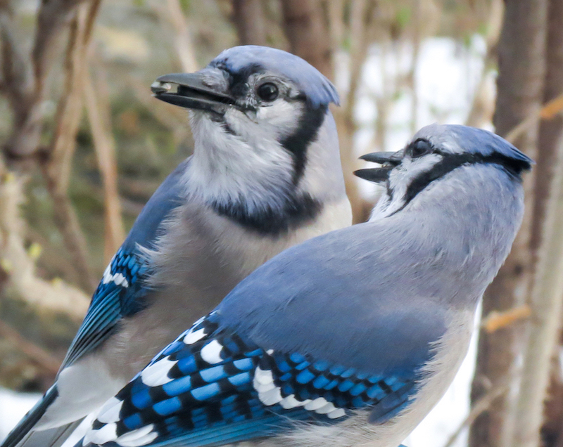 Pictures of male and female blue jay.