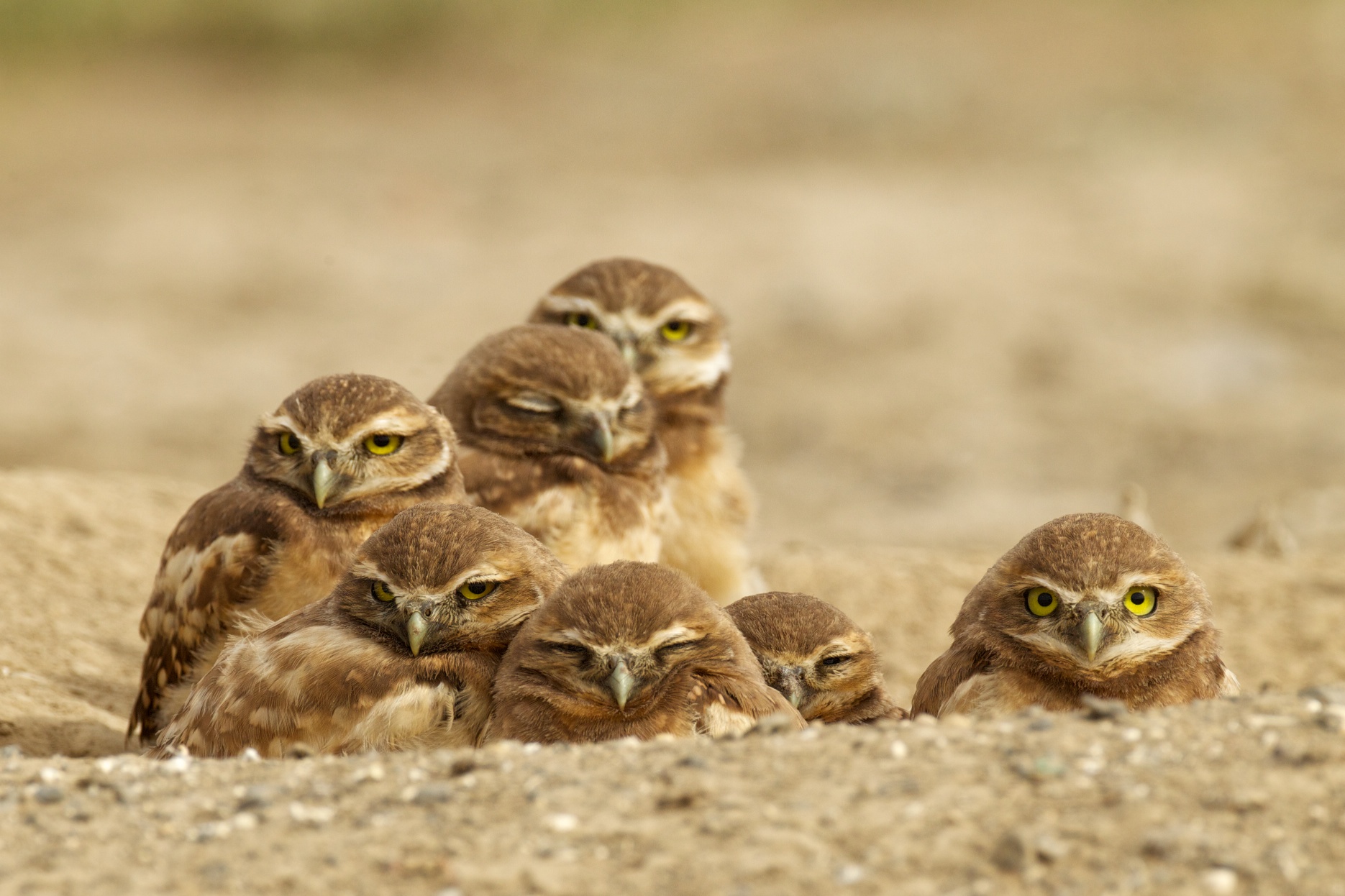 Burrowing Owls Howdy Birds Birdnote