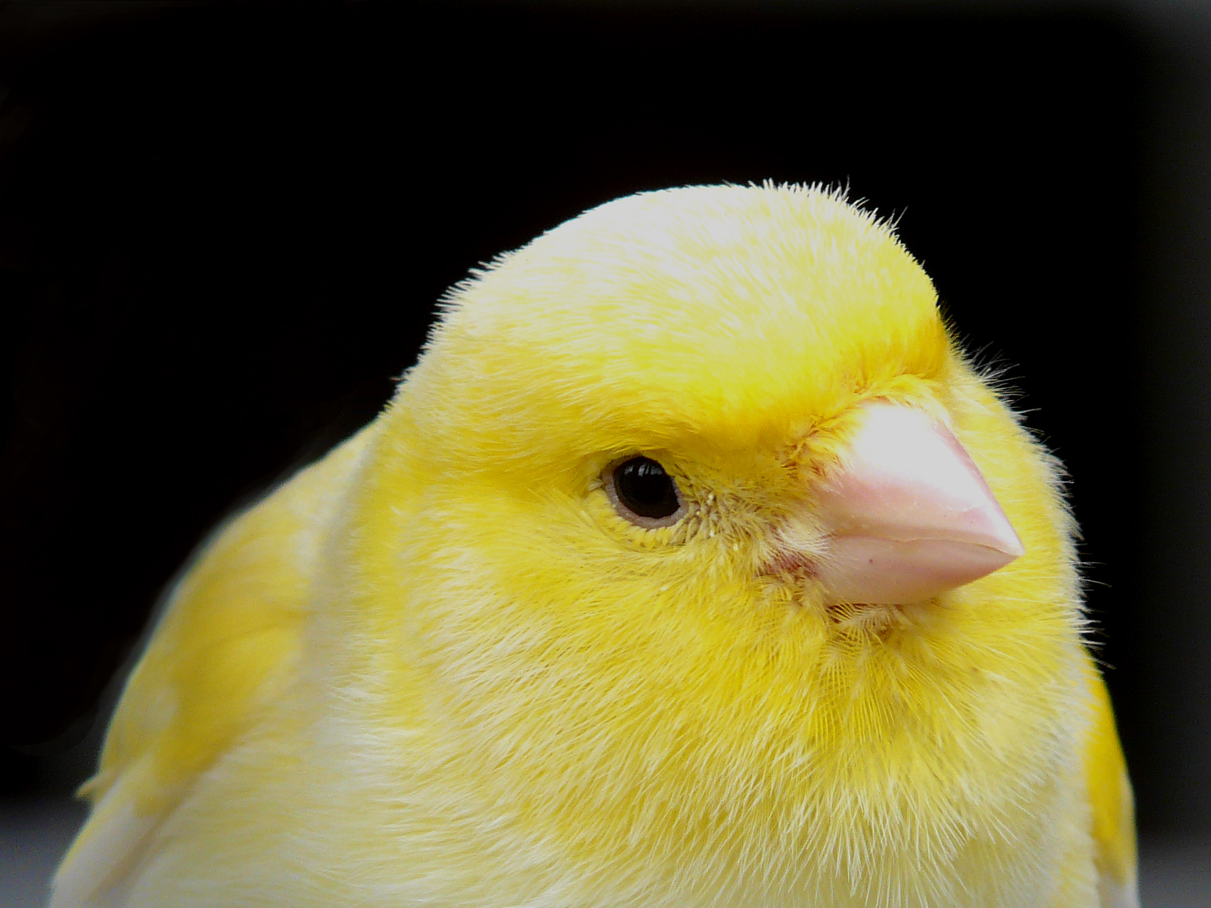 canary_-_chris-white-cc.jpg