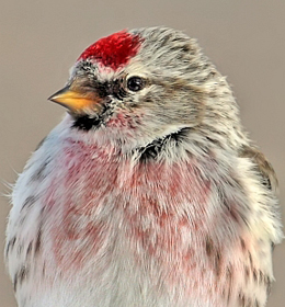 Meet the Birds of the Boreal Forest | BirdNote