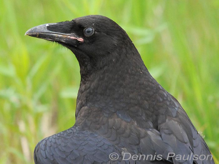 A juvenile Common Raven, looking to its left and showing its pink gape at the base of the beak.