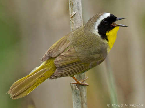 Common Yellowthroat
