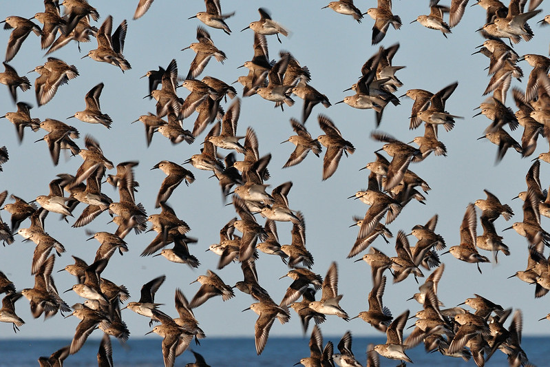 Why Do Some Birds Flock?