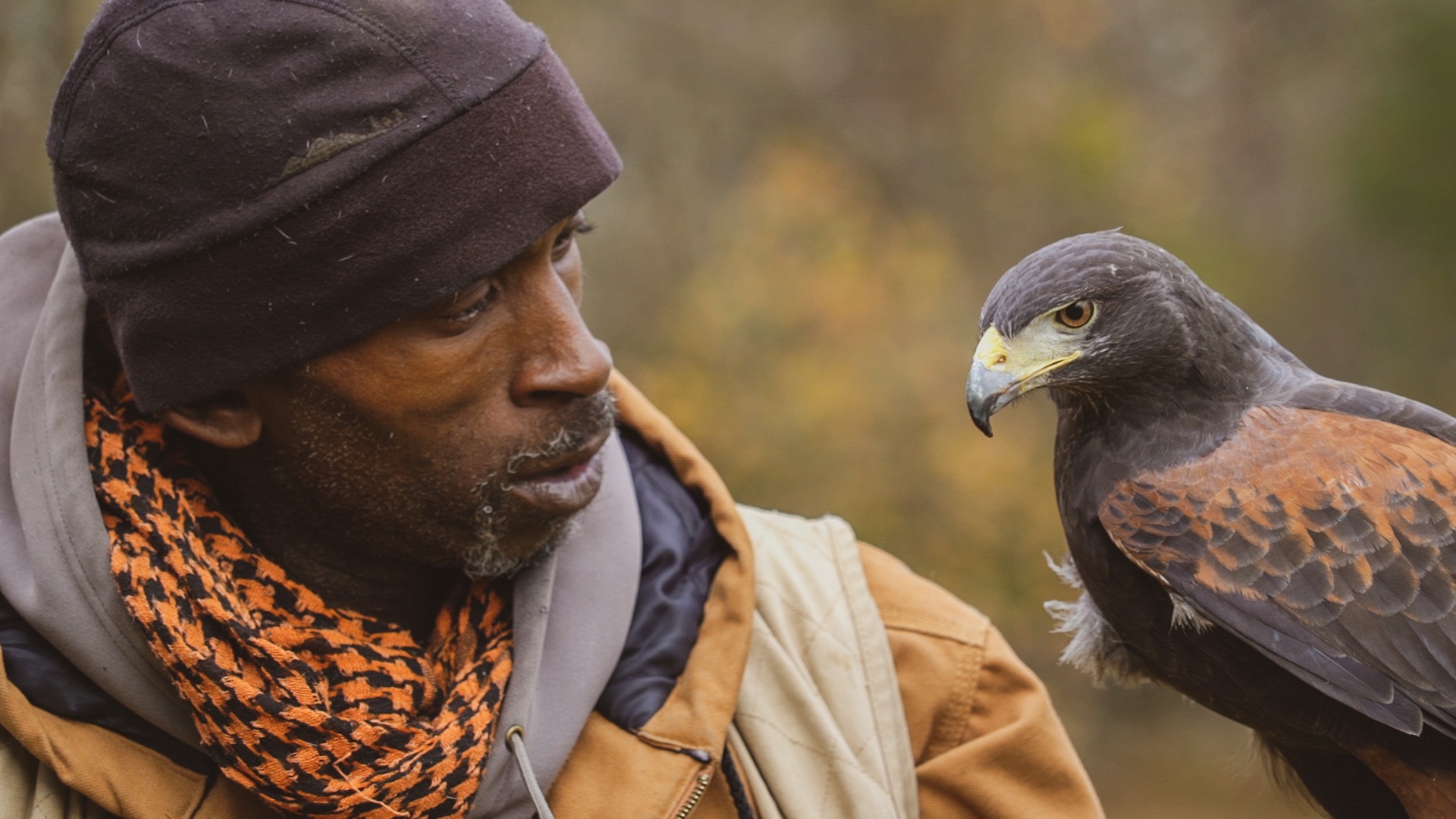 Master falconer Rodney Stotts works with a Harris's Hawk.