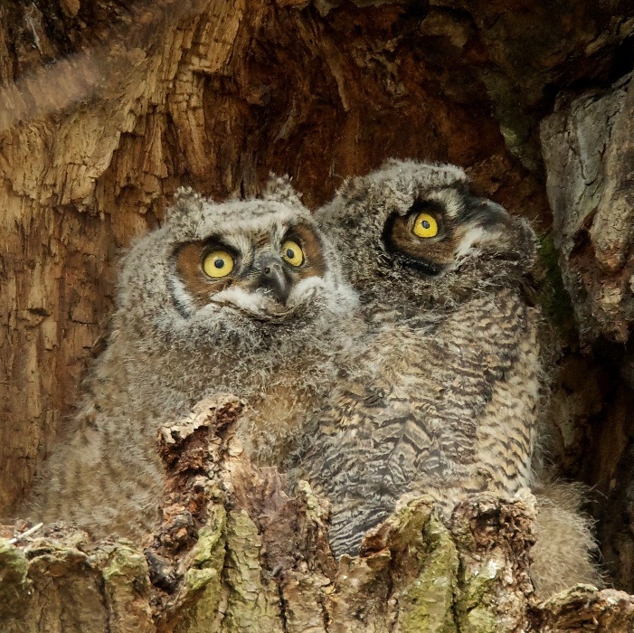 Great Horned Owlets | BirdNote
