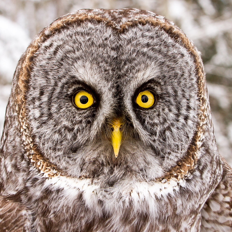 owl with camera eyes